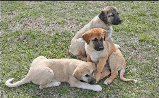 Anatolian Shepherd Puppies playing