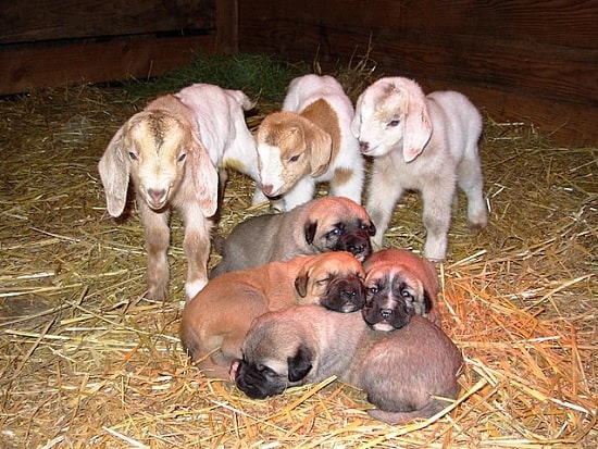Anatolian Shepherd Puppies with cute goat babies