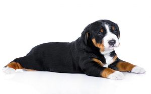 Appenzeller Sennenhund Puppies development stage