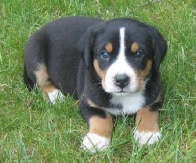 Appenzeller Sennenhund Puppy sitting