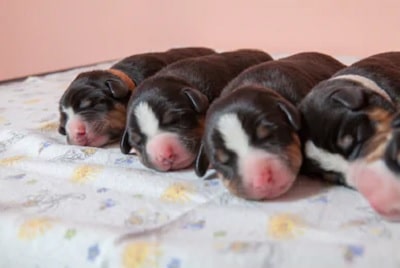 Appenzeller Sennenhund newborn puppies