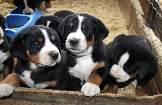 Appenzeller Sennenhund puppies