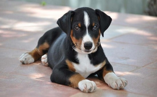 Appenzeller Sennenhund sitting