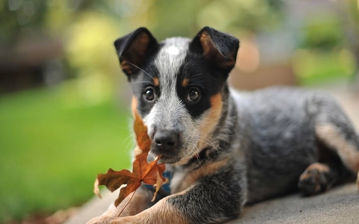 Australian Cattle Dog Puppies development stage