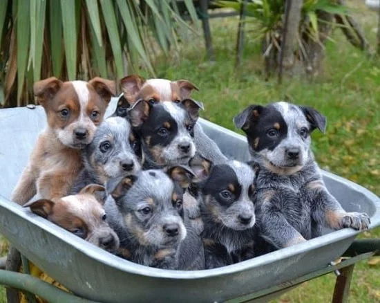 Australian Cattle Dog Puppies in a trolley
