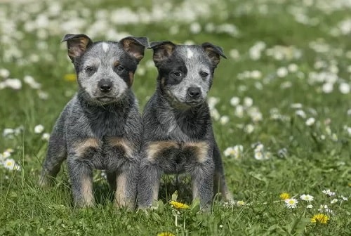 Australian Cattle Dog Puppies on the groundAustralian Cattle Dog Puppies on the ground