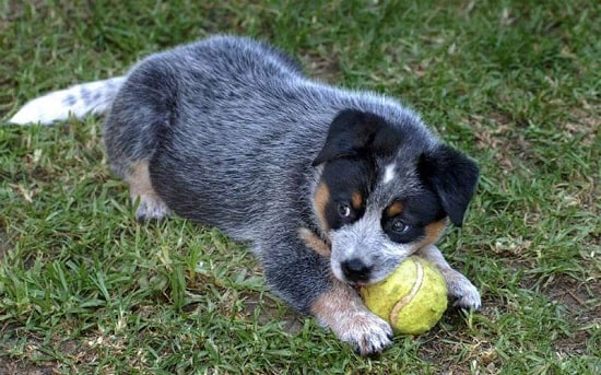 Australian Cattle Dog Puppies playing a ball