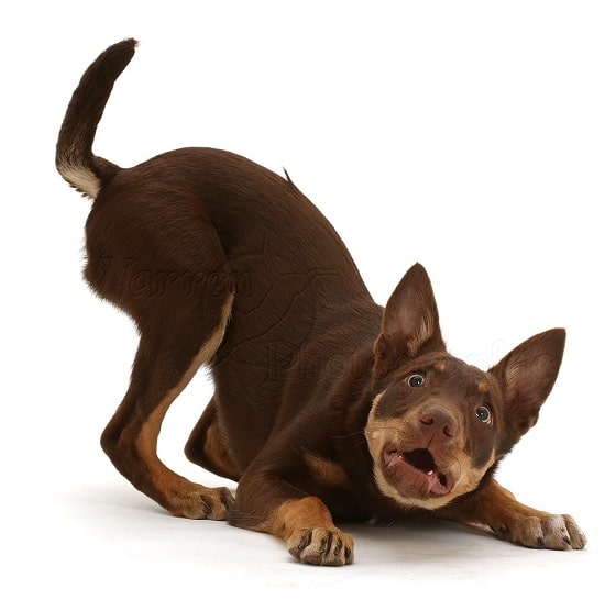 are australian kelpie puppies lazy