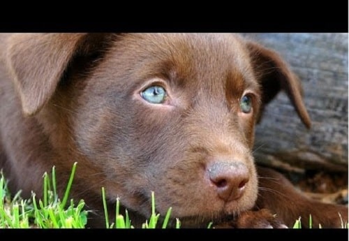 Australian Kelpie cute little puppy