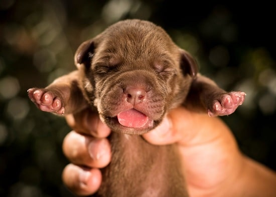 Australian Kelpie newborn puppy