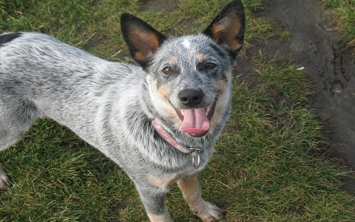 are australian cattle dog noisy