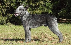 Australian Stumpy Tail Cattle Dog Diets and Supplements