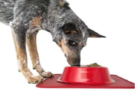 Australian Stumpy Tail Cattle Dog eating its meal