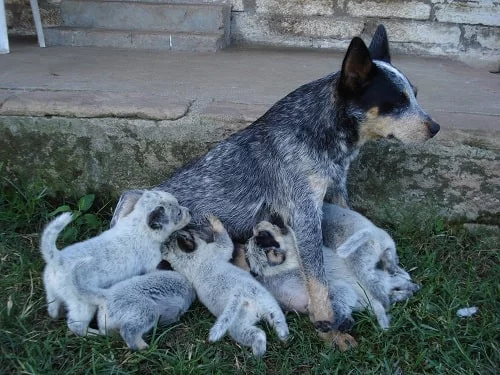 Australian Stumpy Tail Cattle Dog feeding her puppies