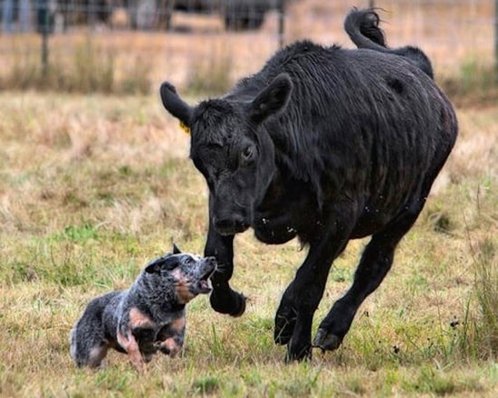 cattle dog nipping