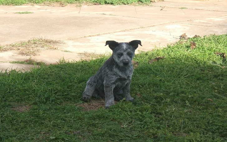 Australian Stumpy Tail Cattle Dog puppies development stage