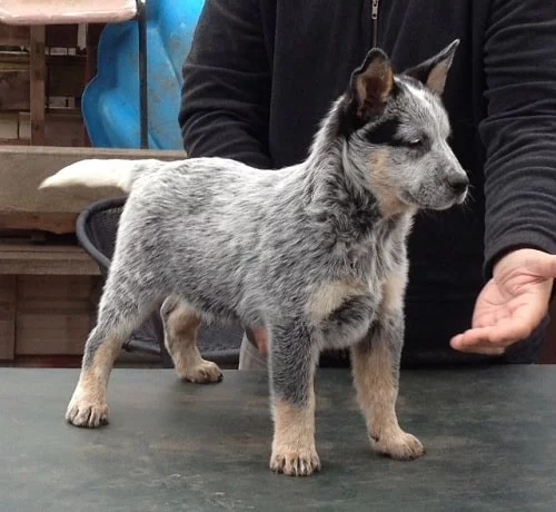 Australian Stumpy Tail Cattle Dog puppy learning to give its paw