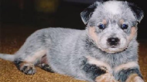 Australian Stumpy Tail Cattle Dog puppy sitting on the floor