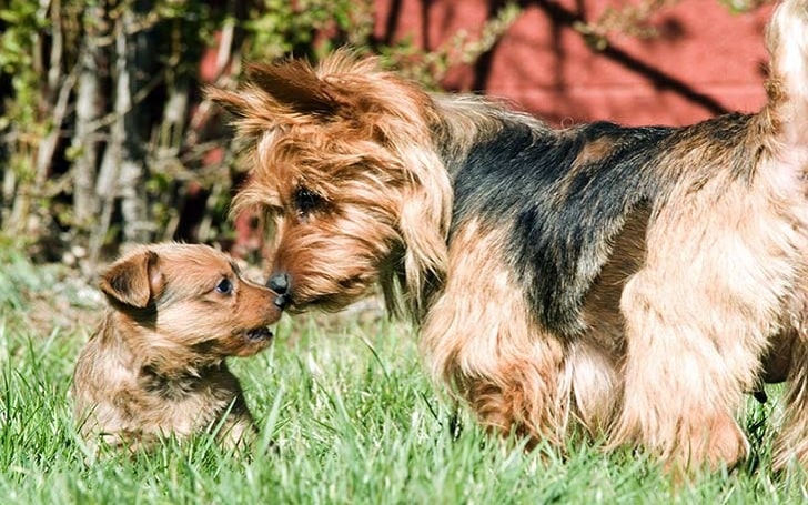 Australian Terrier puppies development stage