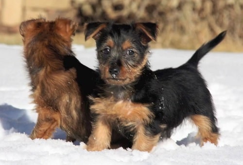 Australian Terrier puppies playing on the snow