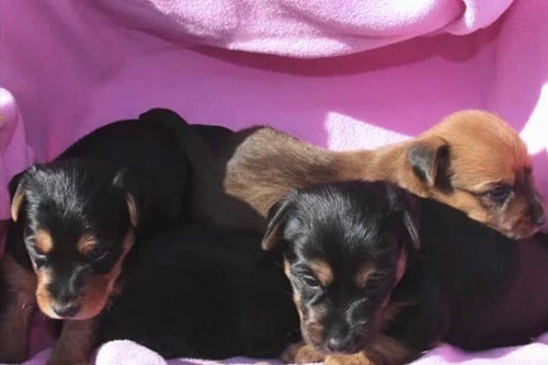 Australian Terrier puppies playing