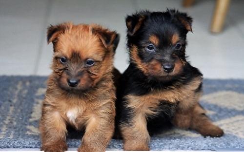 Australian Terrier puppies
