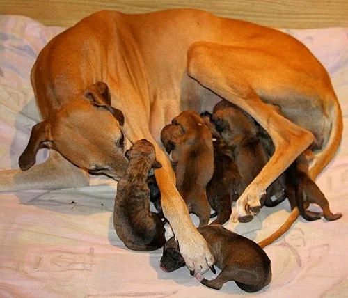 Azawakh mother feeding her puppies