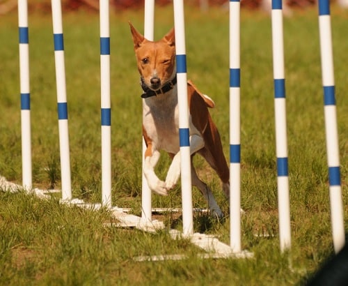 Basenj agility