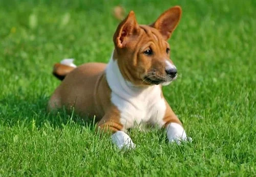 Basenji Puppy sitting on the grass
