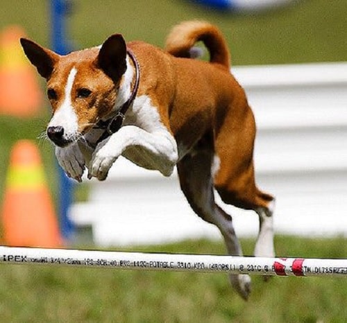 Basenji dog agility training