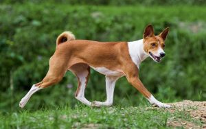 are basenjis hard to train