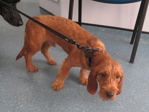 Basset Fauve de Bretagne on the leash