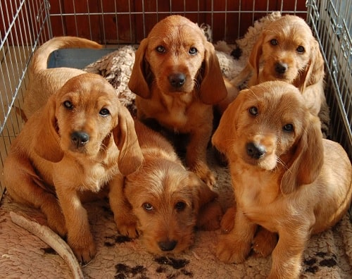 Basset Fauve de Bretagne puppies in a basket