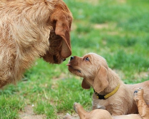 Basset Fauve de Bretagne puppies playing with their mother