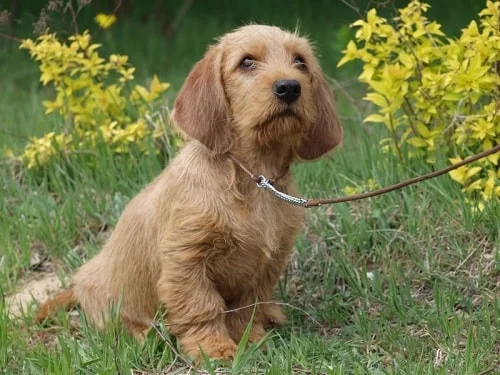 Basset Fauve de Bretagne puppy on the park