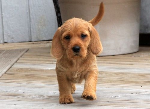 Basset Fauve de Bretagne puppy walking