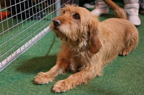 Basset Fauve de Bretagne sitting