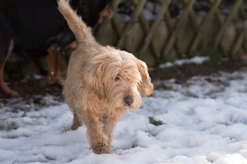 Basset Fauve de Bretagne walking on the snow