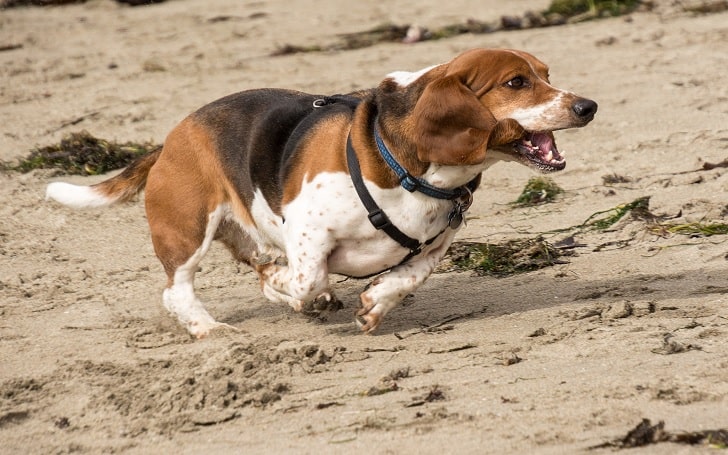 Basset Hound Running