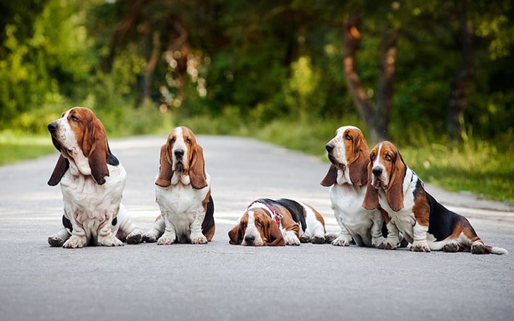Basset Hound Training Methods and Techniques