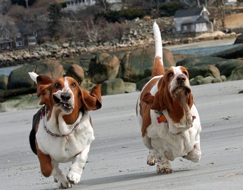 Basset Hounds running on the beach