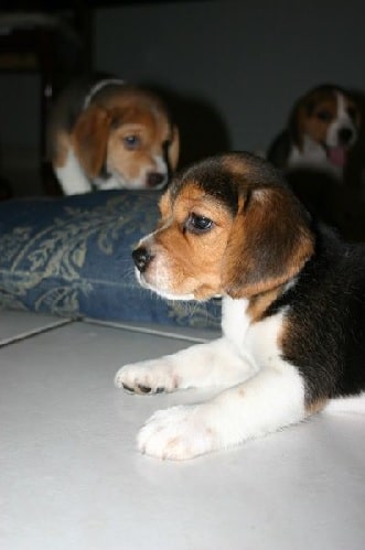 Cute American Foxhound Puppies