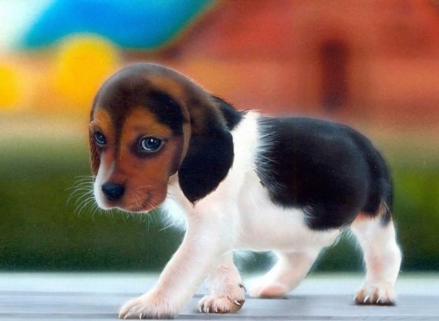 Cute American Foxhound Puppy