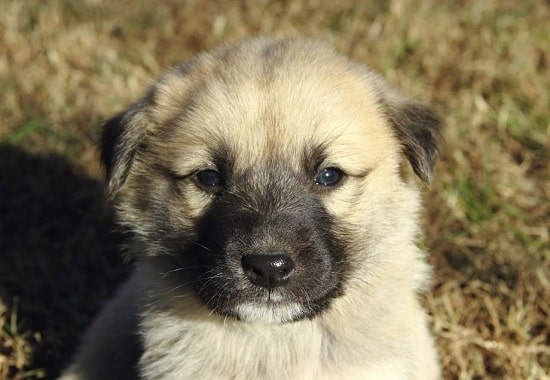 Cute Anatolian Shepherd Puppy