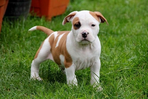 Cute little American Staffordshire Terrier puppy