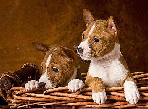 Cute little Basenji puppies