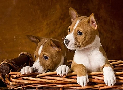 Cute little Basenji puppies