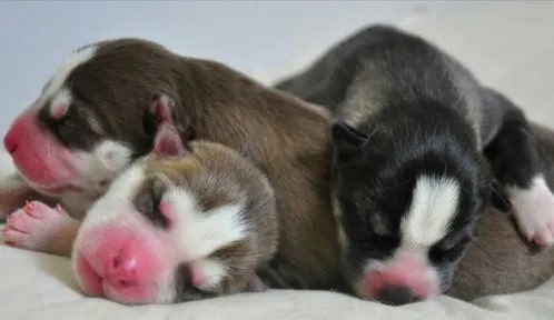 Newborn Alaskan Malamute Puppies