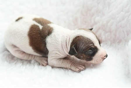 Newborn American Hairless Terrier Puppy