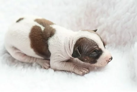 Newborn American Hairless Terrier Puppy
